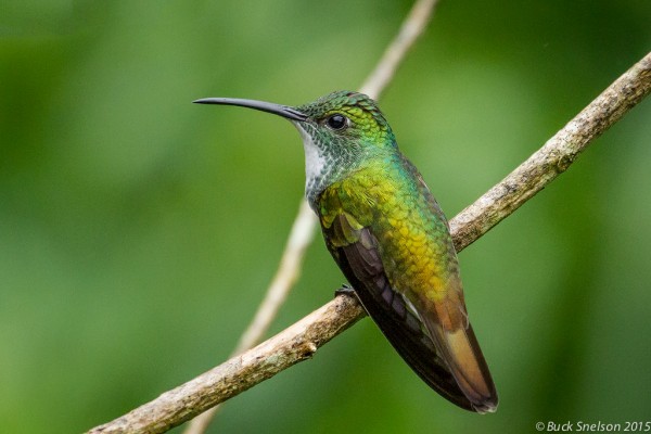 White-chested Emerald, Trinidad, Tobago, Trinidad Birding Tour, Hummingbird Tour, Asa Wright Nature Centre, Naturalist Journeys
