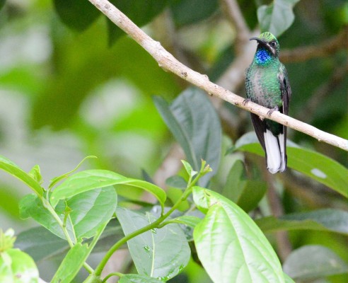 White-tailed Sabrewing, Trinidad, Tobago, Trinidad Birding Tour, Hummingbird Tour, Asa Wright Nature Centre, Naturalist Journeys