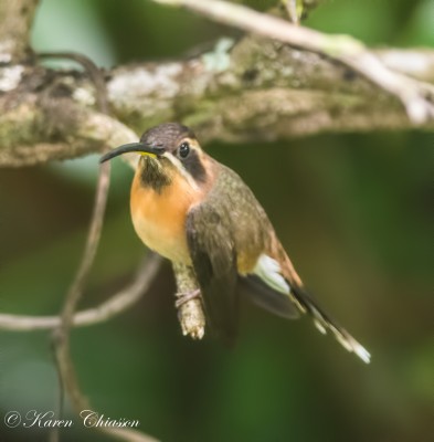 Little Hermit, Trinidad, Tobago, Trinidad Birding Tour, Hummingbird Tour, Asa Wright Nature Centre, Naturalist Journeys