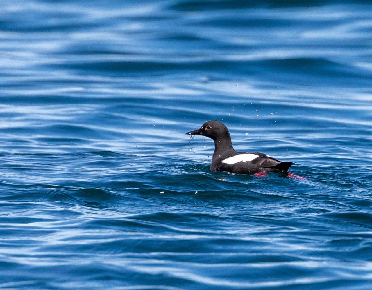 Birding Alaska, Bird Watching Alaska, Birding North America, Naturalist Journeys, Wildlife Tour, Wildlife Photography, Ecotourism, Specialty Birds, Endemic Birds, Birding Hotspot, Whale Watching