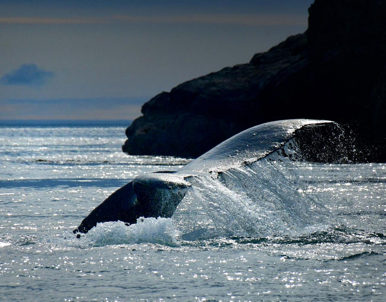 Birding Alaska, Bird Watching Alaska, Birding North America, Naturalist Journeys, Wildlife Tour, Wildlife Photography, Ecotourism, Specialty Birds, Endemic Birds, Birding Hotspot, Whale Watching