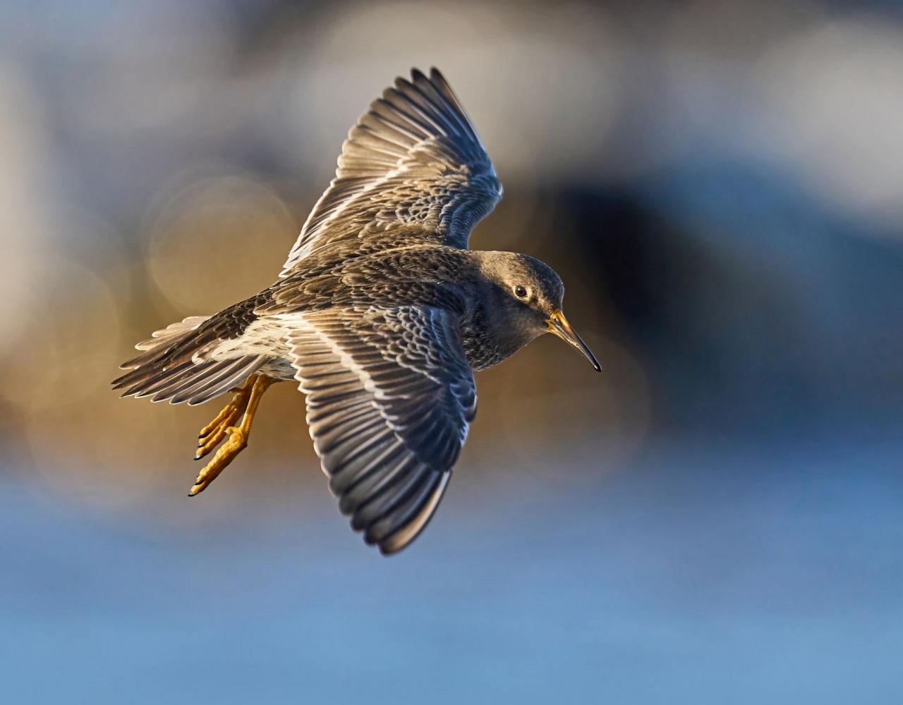 Birding the Northwest Passage, Birding Greenland, Bird watching Greenland, Arctic Wildlife, Nature Tour, Naturalist Journeys, Wildlife Tour, Wildlife Photography, Ecotourism, Specialty Birds, Birding Hotspot, Lancaster Sound, Whale-watching, Polar Bears