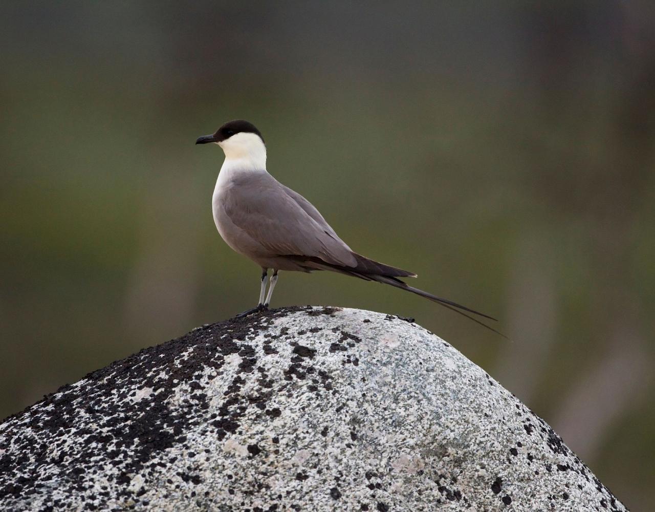 Birding the Northwest Passage, Birding Greenland, Bird watching Greenland, Arctic Wildlife, Nature Tour, Naturalist Journeys, Wildlife Tour, Wildlife Photography, Ecotourism, Specialty Birds, Birding Hotspot, Lancaster Sound, Whale-watching, Polar Bears