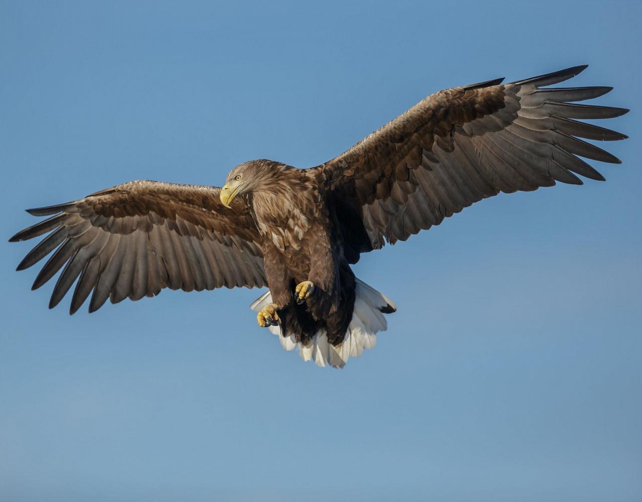 Birding the Northwest Passage, Birding Greenland, Bird watching Greenland, Arctic Wildlife, Nature Tour, Naturalist Journeys, Wildlife Tour, Wildlife Photography, Ecotourism, Specialty Birds, Birding Hotspot, Lancaster Sound, Whale-watching, Polar Bears