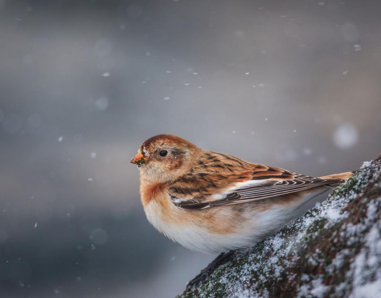 Birding the Northwest Passage, Birding Greenland, Bird watching Greenland, Arctic Wildlife, Nature Tour, Naturalist Journeys, Wildlife Tour, Wildlife Photography, Ecotourism, Specialty Birds, Birding Hotspot, Lancaster Sound, Whale-watching, Polar Bears