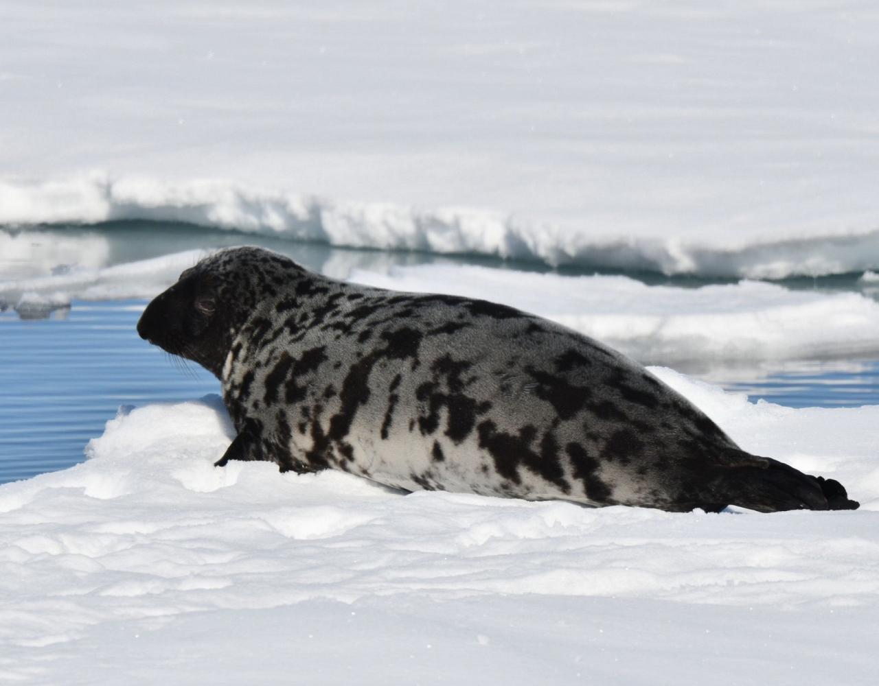 Birding the Northwest Passage, Birding Greenland, Bird watching Greenland, Arctic Wildlife, Nature Tour, Naturalist Journeys, Wildlife Tour, Wildlife Photography, Ecotourism, Specialty Birds, Birding Hotspot, Lancaster Sound, Whale-watching, Polar Bears