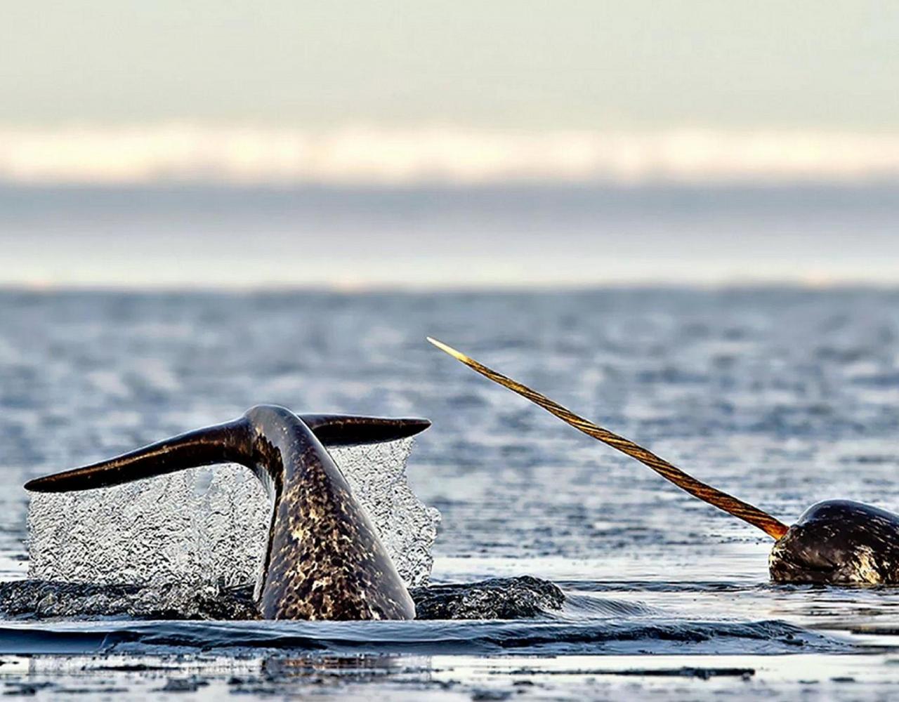 Birding the Northwest Passage, Birding Greenland, Bird watching Greenland, Arctic Wildlife, Nature Tour, Naturalist Journeys, Wildlife Tour, Wildlife Photography, Ecotourism, Specialty Birds, Birding Hotspot, Lancaster Sound, Whale-watching, Polar Bears