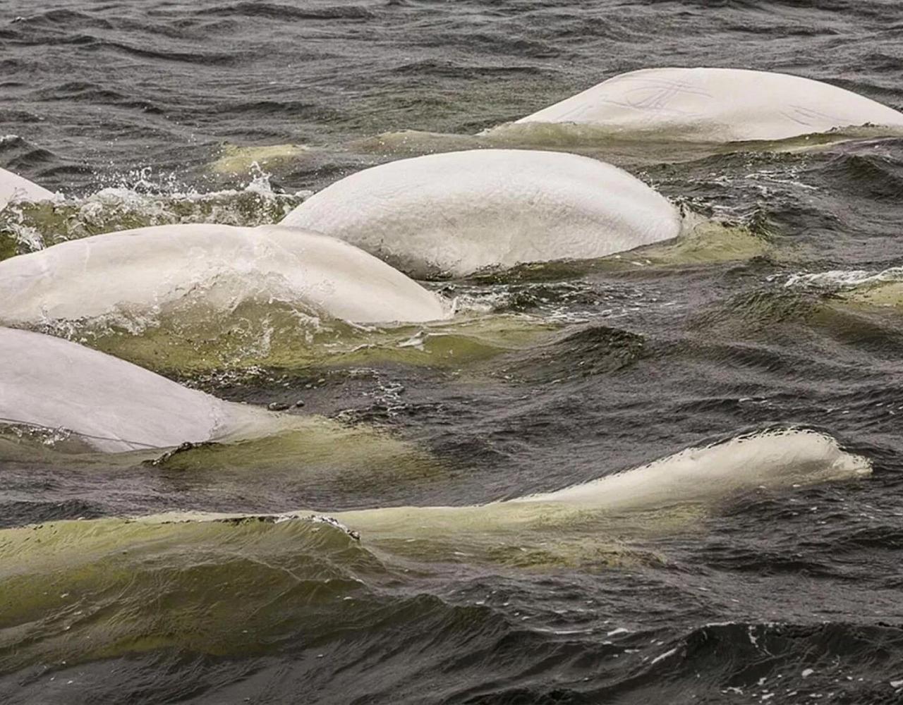 Birding the Northwest Passage, Birding Greenland, Bird watching Greenland, Arctic Wildlife, Nature Tour, Naturalist Journeys, Wildlife Tour, Wildlife Photography, Ecotourism, Specialty Birds, Birding Hotspot, Lancaster Sound, Whale-watching, Polar Bears