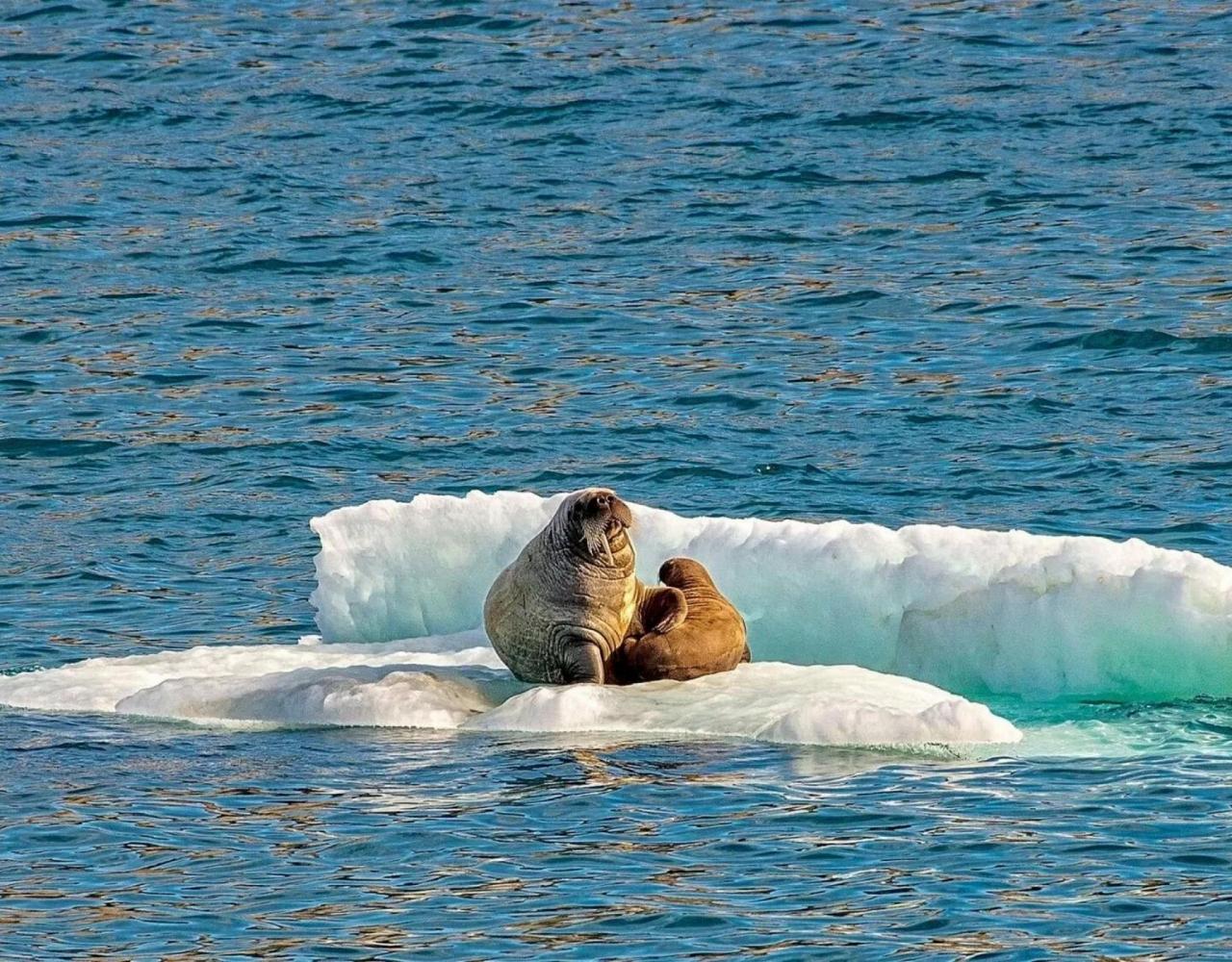Birding the Northwest Passage, Birding Greenland, Bird watching Greenland, Arctic Wildlife, Nature Tour, Naturalist Journeys, Wildlife Tour, Wildlife Photography, Ecotourism, Specialty Birds, Birding Hotspot, Lancaster Sound, Whale-watching, Polar Bears