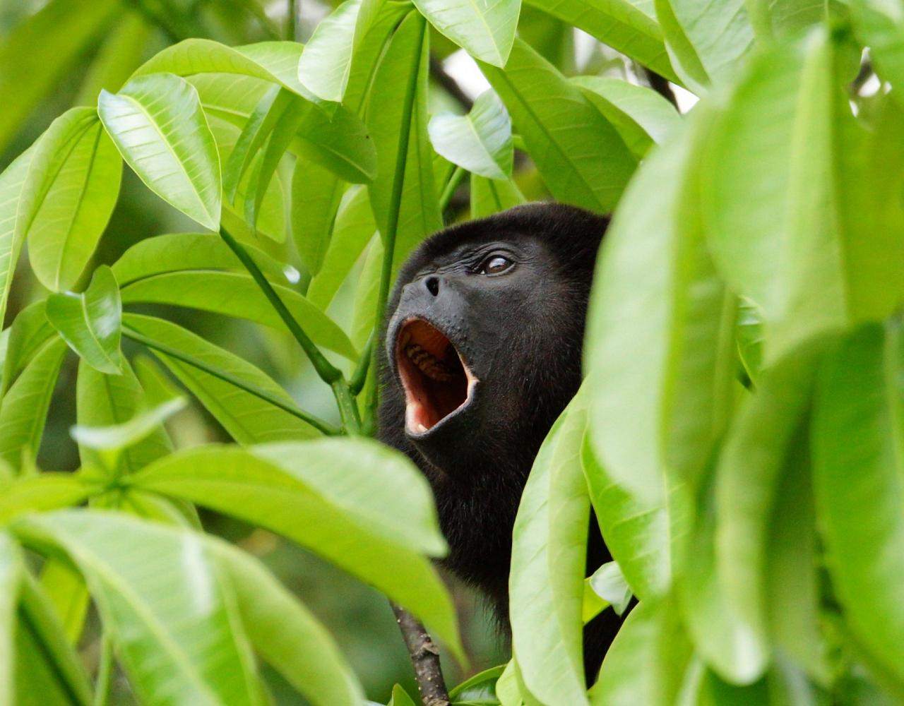 Birding Panama, Panama Nature, Central America, Bird watching Panama, Neotropical Birds, Naturalist Journeys, Wildlife Tour, Wildlife Photography, Ecotourism, Specialty Birds, Birding Hotspot