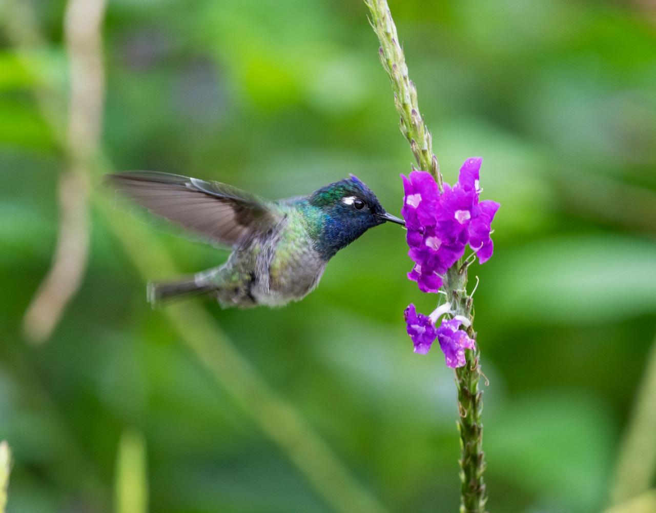 Birding Panama, Panama Nature, Central America, Bird watching Panama, Neotropical Birds, Naturalist Journeys, Wildlife Tour, Wildlife Photography, Ecotourism, Specialty Birds, Birding Hotspot
