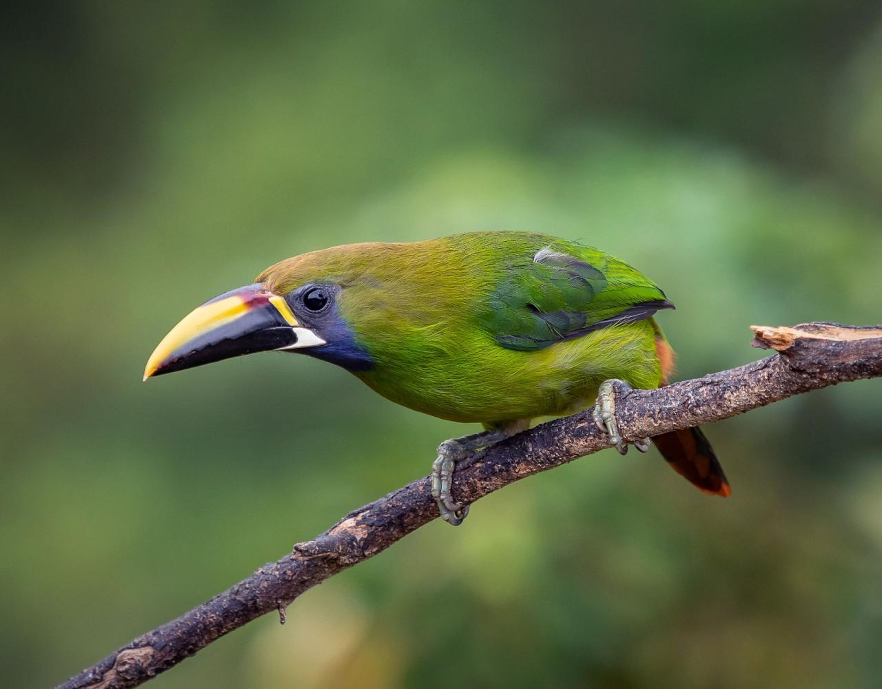 Birding Panama, Panama Nature, Central America, Bird watching Panama, Neotropical Birds, Naturalist Journeys, Wildlife Tour, Wildlife Photography, Ecotourism, Specialty Birds, Birding Hotspot