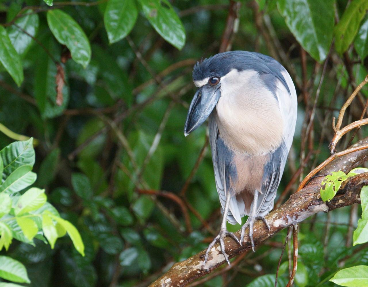 Birding Panama, Panama Nature, Central America, Bird watching Panama, Neotropical Birds, Naturalist Journeys, Wildlife Tour, Wildlife Photography, Ecotourism, Specialty Birds, Birding Hotspot