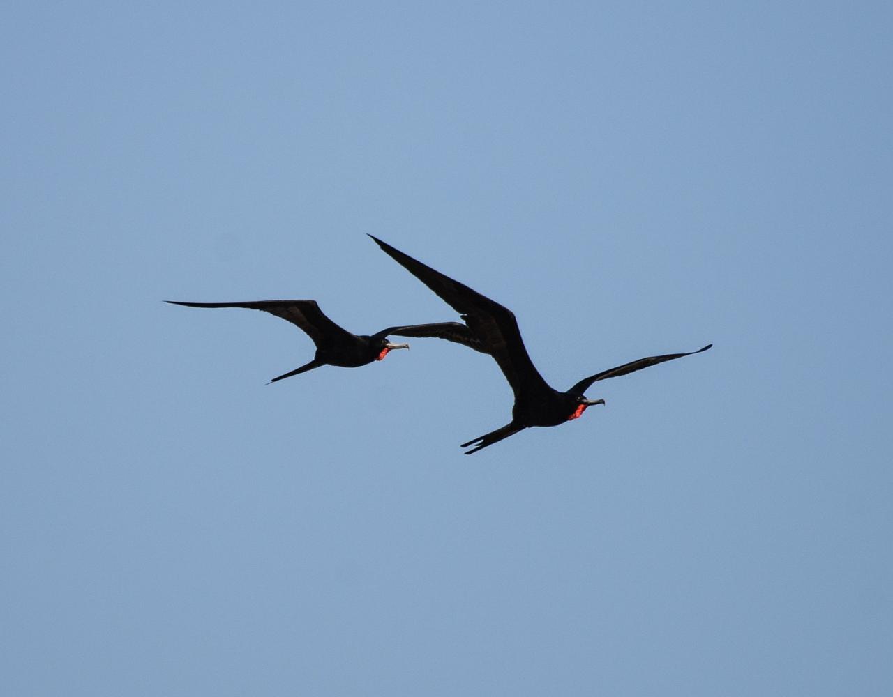 Birding Panama, Panama Nature, Central America, Bird watching Panama, Neotropical Birds, Naturalist Journeys, Wildlife Tour, Wildlife Photography, Ecotourism, Specialty Birds, Birding Hotspot