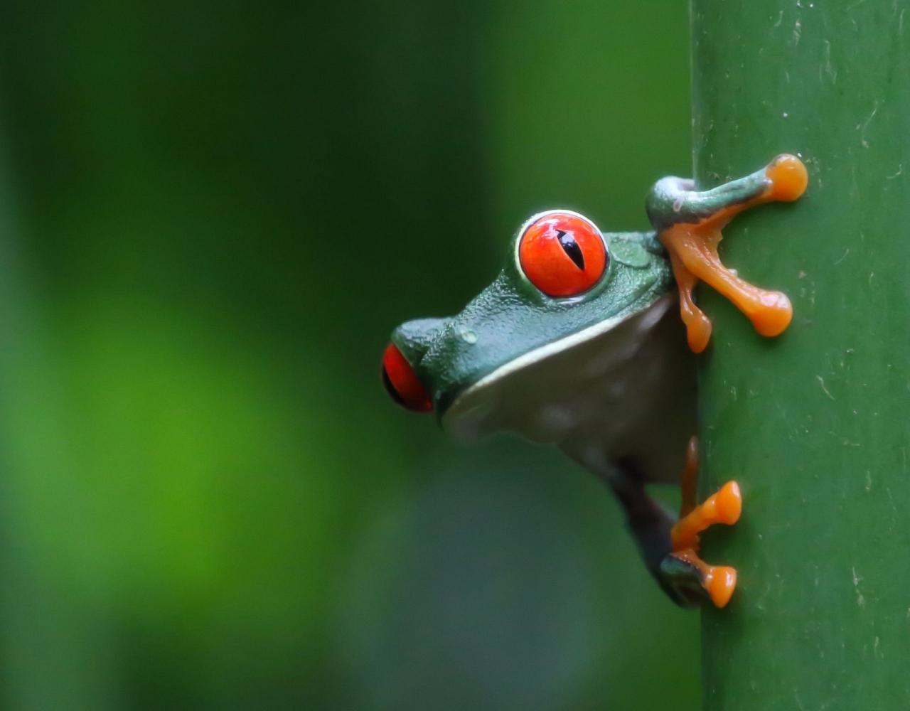 Birding Panama, Panama Nature, Central America, Bird watching Panama, Neotropical Birds, Naturalist Journeys, Wildlife Tour, Wildlife Photography, Ecotourism, Specialty Birds, Birding Hotspot