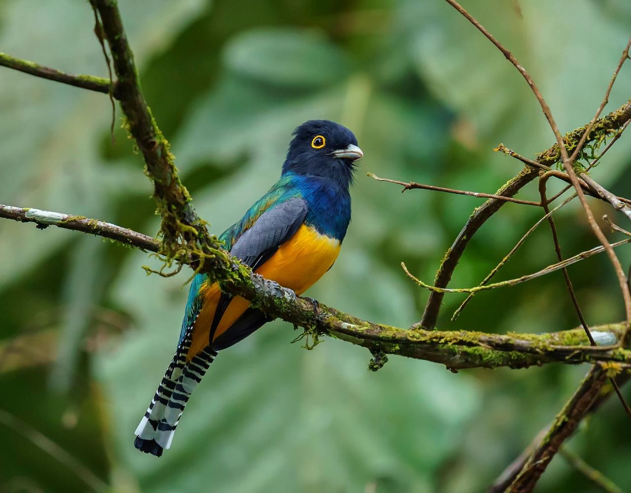 Birding Panama, Panama Nature, Central America, Bird watching Panama, Neotropical Birds, Naturalist Journeys, Wildlife Tour, Wildlife Photography, Ecotourism, Specialty Birds, Birding Hotspot