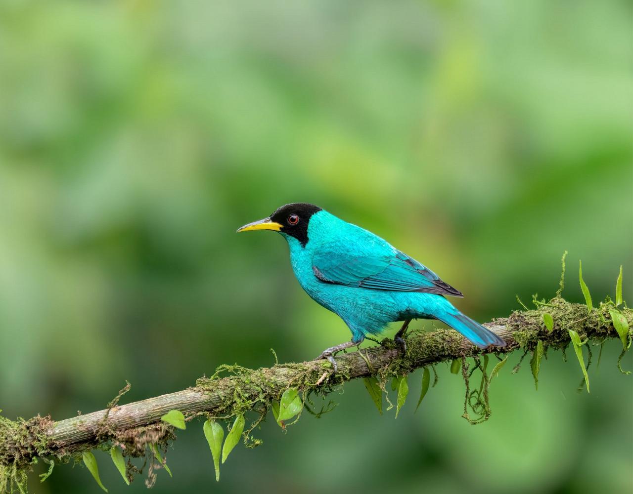 Birding Panama, Panama Nature, Central America, Bird watching Panama, Neotropical Birds, Naturalist Journeys, Wildlife Tour, Wildlife Photography, Ecotourism, Specialty Birds, Birding Hotspot