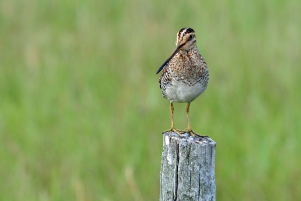 Wilson's Snipe, Nebraska, Sandhills, Nebraska Nature Tour, Nebraska Birding Tour, Sandhills Nature Tour, Naturalist Journeys