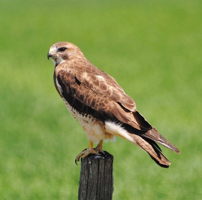 Swainson's Hawk, Nebraska, Sandhills, Nebraska Nature Tour, Nebraska Birding Tour, Sandhills Nature Tour, Naturalist Journeys