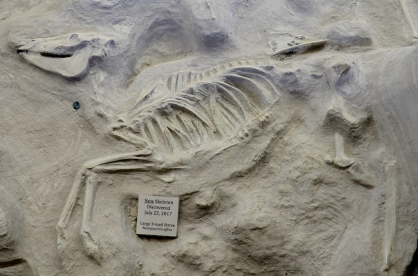 Ashfall Fossil Beds, Nebraska, Sandhills, Nebraska Nature Tour, Nebraska Birding Tour, Sandhills Nature Tour, Naturalist Journeys