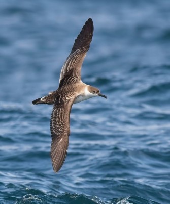 Birding Maine, Maine Nature, Acadia National Park, Bird watching Maine, Fall Migration, Naturalist Journeys, Wildlife Tour, Wildlife Photography, Ecotourism, Specialty Birds, Birding Hotspot, Bar Harbor