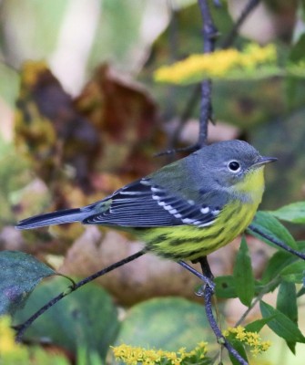 Birding Maine, Maine Nature, Acadia National Park, Bird watching Maine, Fall Migration, Naturalist Journeys, Wildlife Tour, Wildlife Photography, Ecotourism, Specialty Birds, Birding Hotspot, Bar Harbor