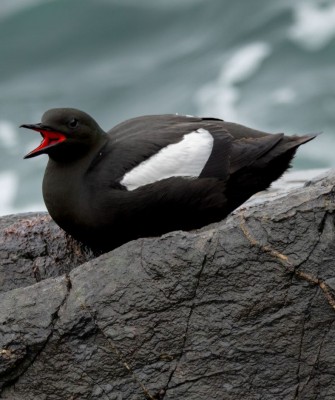Birding Maine, Maine Nature, Acadia National Park, Bird watching Maine, Fall Migration, Naturalist Journeys, Wildlife Tour, Wildlife Photography, Ecotourism, Specialty Birds, Birding Hotspot, Bar Harbor