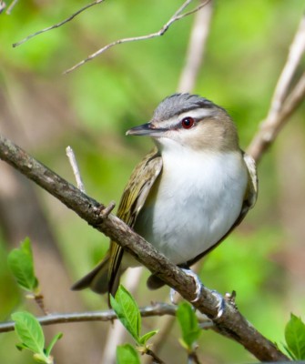 Birding Maine, Maine Nature, Acadia National Park, Bird watching Maine, Fall Migration, Naturalist Journeys, Wildlife Tour, Wildlife Photography, Ecotourism, Specialty Birds, Birding Hotspot, Bar Harbor