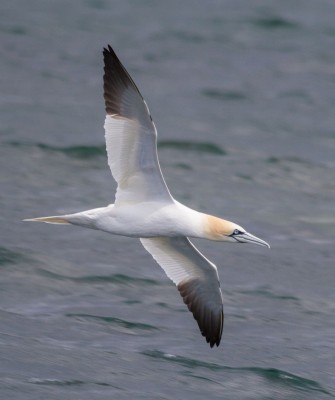 Birding Maine, Maine Nature, Acadia National Park, Bird watching Maine, Fall Migration, Naturalist Journeys, Wildlife Tour, Wildlife Photography, Ecotourism, Specialty Birds, Birding Hotspot, Bar Harbor