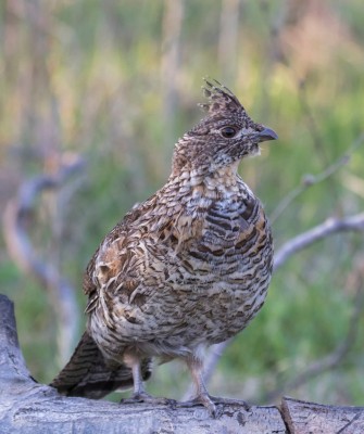 Birding Maine, Maine Nature, Acadia National Park, Bird watching Maine, Fall Migration, Naturalist Journeys, Wildlife Tour, Wildlife Photography, Ecotourism, Specialty Birds, Birding Hotspot, Bar Harbor