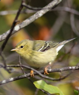 Birding Maine, Maine Nature, Acadia National Park, Bird watching Maine, Fall Migration, Naturalist Journeys, Wildlife Tour, Wildlife Photography, Ecotourism, Specialty Birds, Birding Hotspot, Bar Harbor