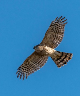 Birding Maine, Maine Nature, Acadia National Park, Bird watching Maine, Fall Migration, Naturalist Journeys, Wildlife Tour, Wildlife Photography, Ecotourism, Specialty Birds, Birding Hotspot, Bar Harbor