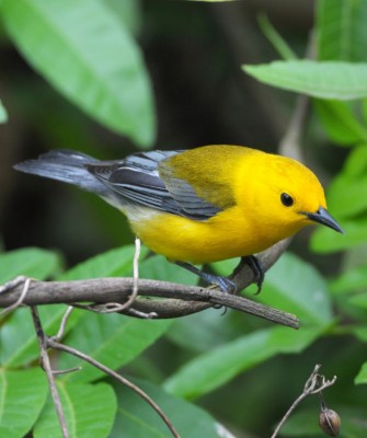 Birding Louisiana, Bird Watching New Orleans, Bayou, Birding North America, Naturalist Journeys, Wildlife Tour, Wildlife Photography, Ecotourism, Specialty Birds, Endemic Birds, Birding Hotspot