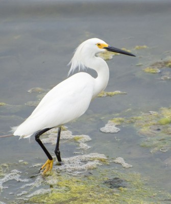 Birding Louisiana, Bird Watching New Orleans, Bayou, Birding North America, Naturalist Journeys, Wildlife Tour, Wildlife Photography, Ecotourism, Specialty Birds, Endemic Birds, Birding Hotspot