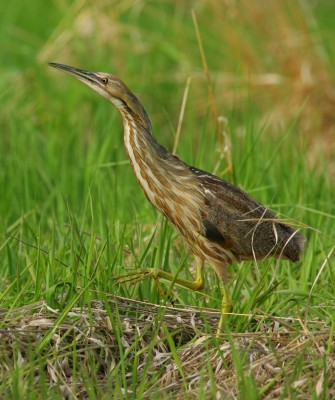 Birding Louisiana, Bird Watching New Orleans, Bayou, Birding North America, Naturalist Journeys, Wildlife Tour, Wildlife Photography, Ecotourism, Specialty Birds, Endemic Birds, Birding Hotspot