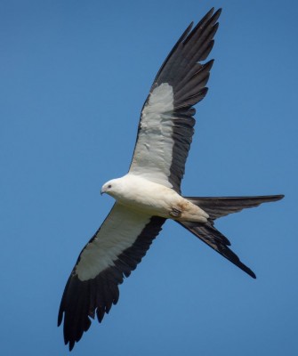 Birding Louisiana, Bird Watching New Orleans, Bayou, Birding North America, Naturalist Journeys, Wildlife Tour, Wildlife Photography, Ecotourism, Specialty Birds, Endemic Birds, Birding Hotspot