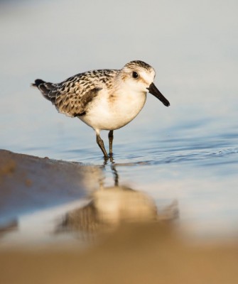 Birding Louisiana, Bird Watching New Orleans, Bayou, Birding North America, Naturalist Journeys, Wildlife Tour, Wildlife Photography, Ecotourism, Specialty Birds, Endemic Birds, Birding Hotspot