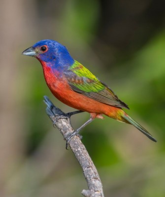 Birding Louisiana, Bird Watching New Orleans, Bayou, Birding North America, Naturalist Journeys, Wildlife Tour, Wildlife Photography, Ecotourism, Specialty Birds, Endemic Birds, Birding Hotspot