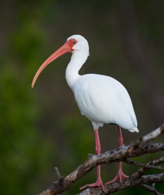 Birding Louisiana, Bird Watching New Orleans, Bayou, Birding North America, Naturalist Journeys, Wildlife Tour, Wildlife Photography, Ecotourism, Specialty Birds, Endemic Birds, Birding Hotspot