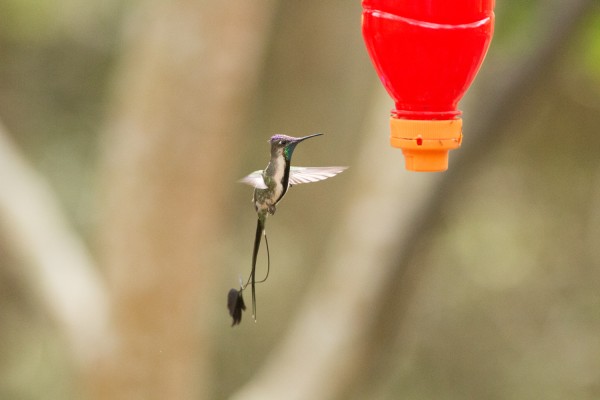Marvelous Spatuletail, Peru, Northern Peru, Peru Birding Tour, Peru Nature Tour, Naturalist Journeys