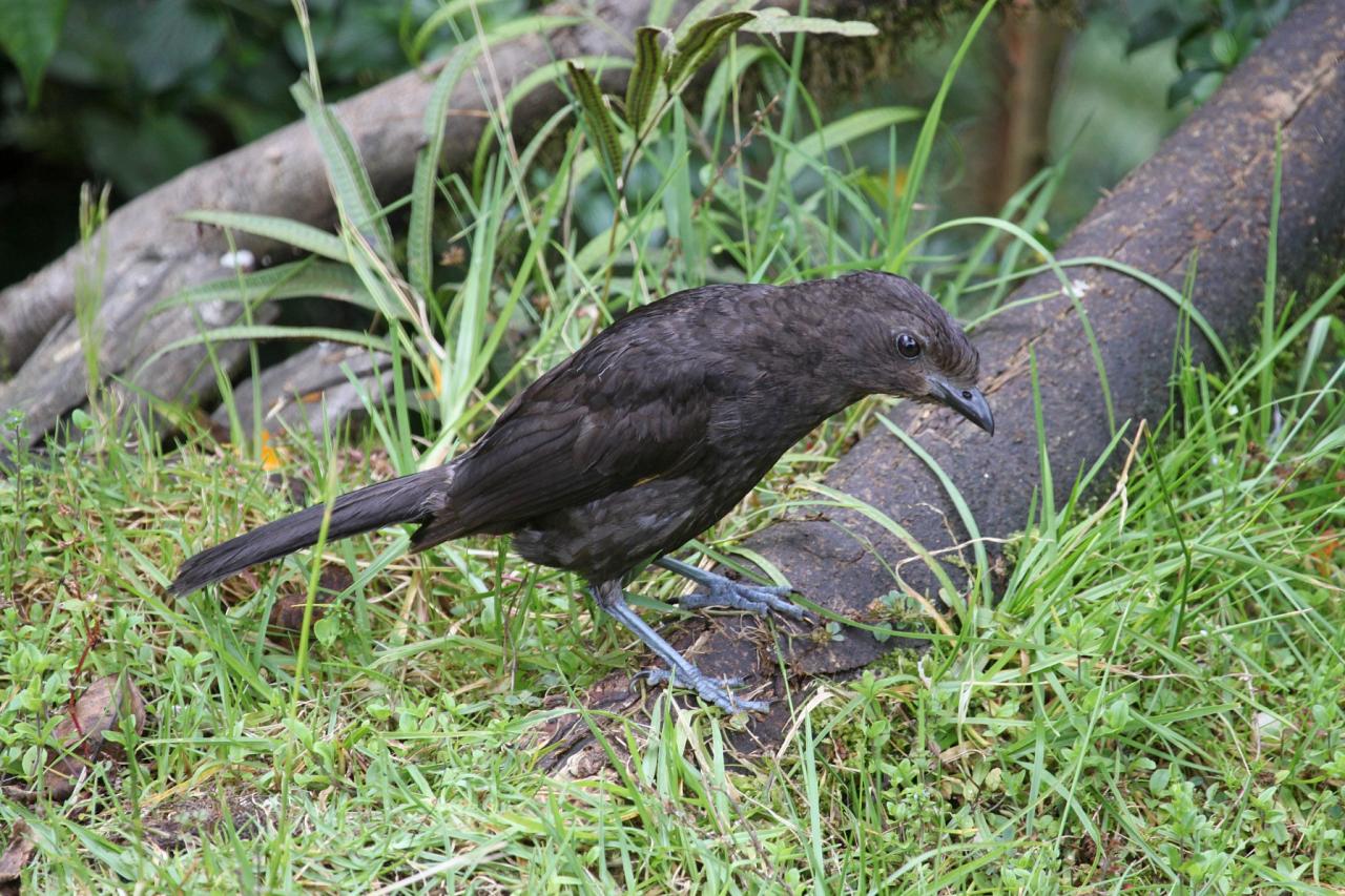 Archibald's Bowerbird, Papua New Guinea, PNG, Papua New Guinea Birding Tour, Papua New Guinea Bird of Paradise, Papua New Guinea Nature Tour, Papua New Guinea Wildlife Tour, Naturalist Journeys