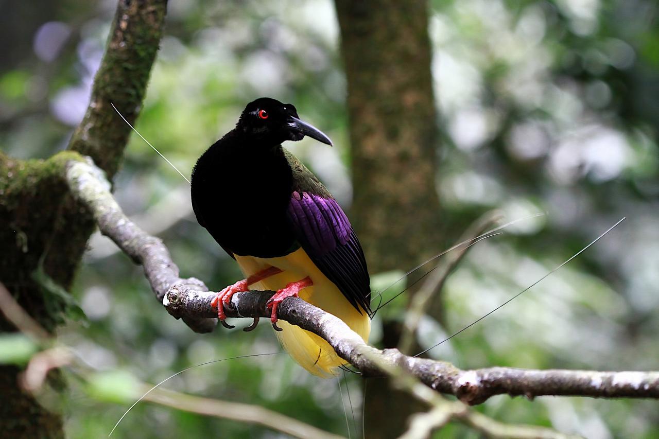 Twelve-wired Bird of Paradise, Papua New Guinea, PNG, Papua New Guinea Birding Tour, Papua New Guinea Bird of Paradise, Papua New Guinea Nature Tour, Papua New Guinea Wildlife Tour, Naturalist Journeys