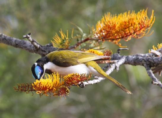 Blue-faced Honeyeater, Western Australia, Australia, Naturalist Journeys, Australia Birding Tour, Australia Wildlife Tour