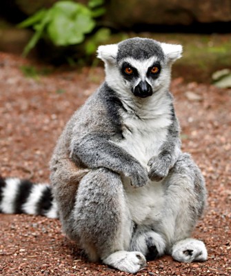Birding Madagascar, Bird watching Madagascar, Africa Nature Tour, Naturalist Journeys, Wildlife Tour, Wildlife Photography, Ecotourism, Specialty Birds, Birding Hotspot, Endemic Birds