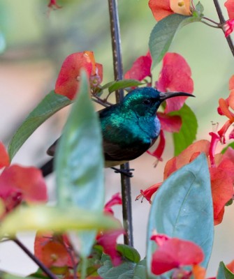 Birding Madagascar, Bird watching Madagascar, Africa Nature Tour, Naturalist Journeys, Wildlife Tour, Wildlife Photography, Ecotourism, Specialty Birds, Birding Hotspot, Endemic Birds