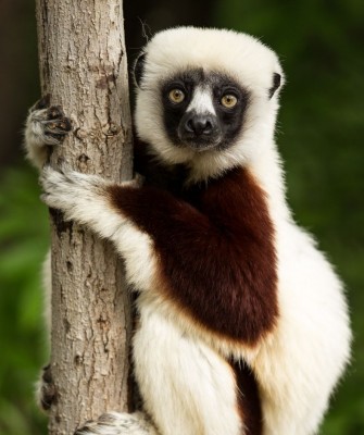 Birding Madagascar, Bird watching Madagascar, Africa Nature Tour, Naturalist Journeys, Wildlife Tour, Wildlife Photography, Ecotourism, Specialty Birds, Birding Hotspot, Endemic Birds