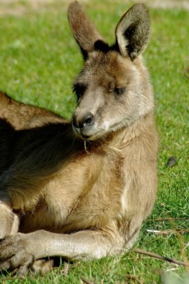 Eastern Gray Kangaroo, Australia, Australia Nature Tour, Australia Birding Tour, Cape York Nature Tour, Naturalist Journeys