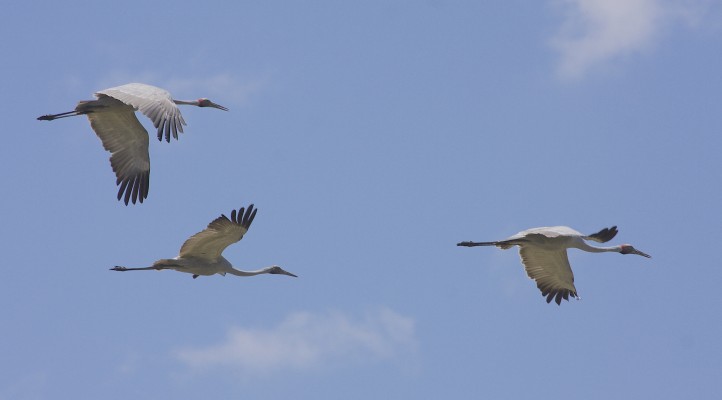 Brolga, Australia, Australia Nature Tour, Australia Birding Tour, Cape York Nature Tour, Naturalist Journeys