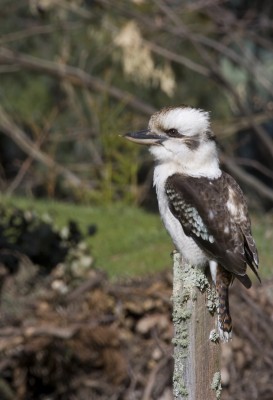 Kookaburra, Australia, Australia Nature Tour, Australia Birding Tour, Cape York Nature Tour, Naturalist Journeys
