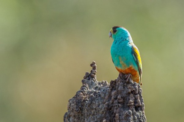 Golden-shouldered Parrot, Australia Nature Tour, Australia Birding Tour, Cape York Nature Tour, Naturalist Journeys